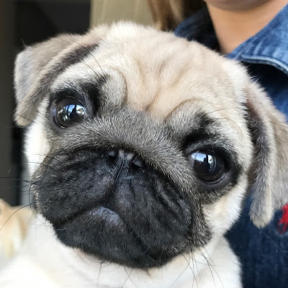 Meet your Posher, Galaxy